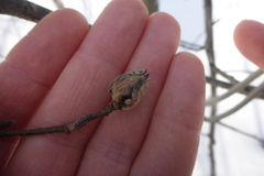 Dasineura serrulatae