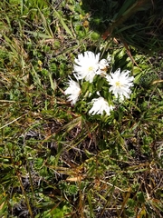 Hypochaeris sessiliflora
