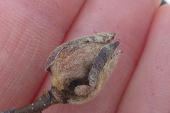 Dasineura serrulatae