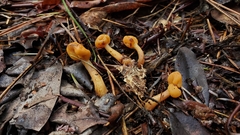 Cudonia spathulata