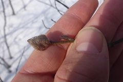 Dasineura serrulatae
