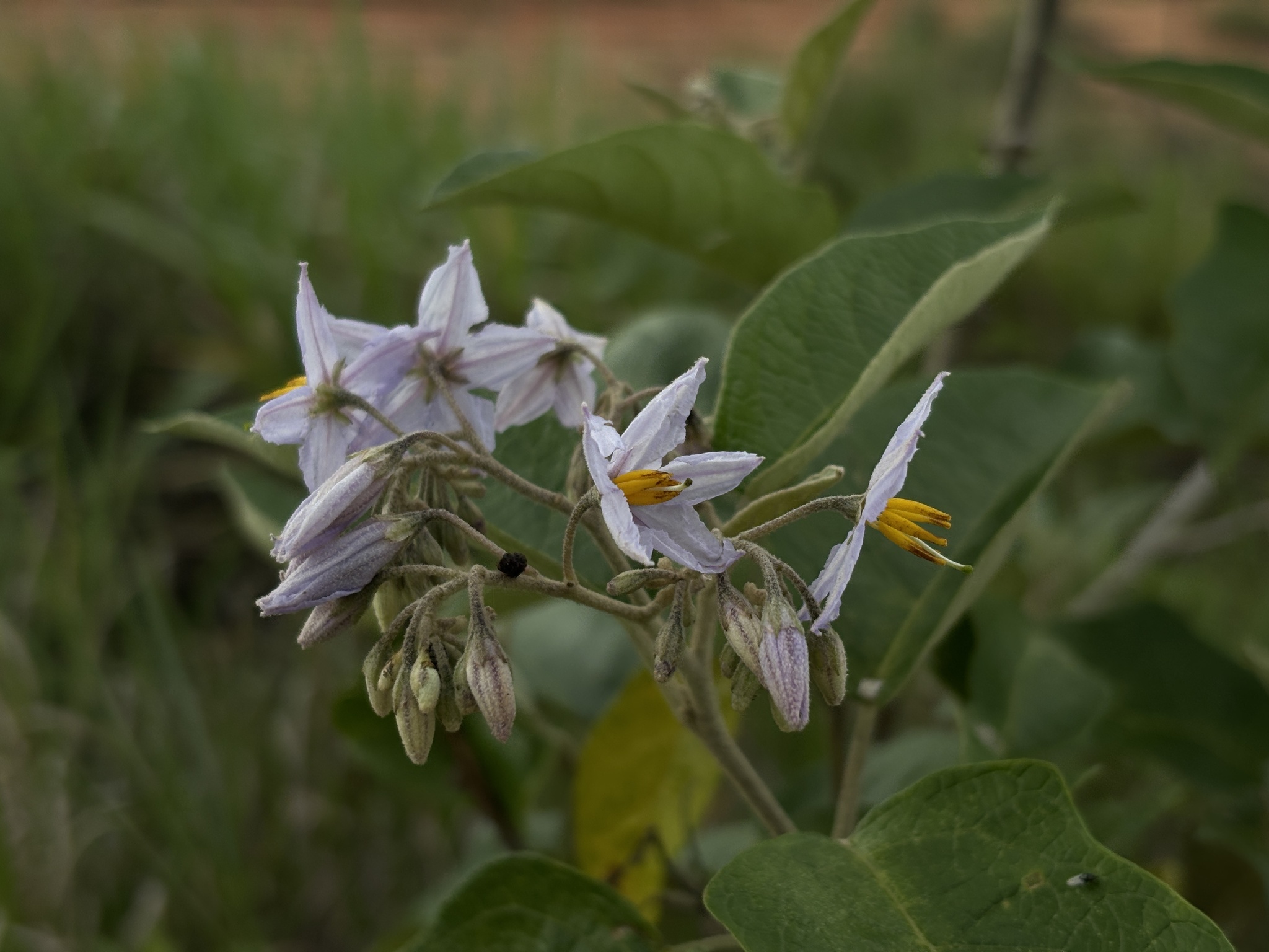 Solanum paniculatum