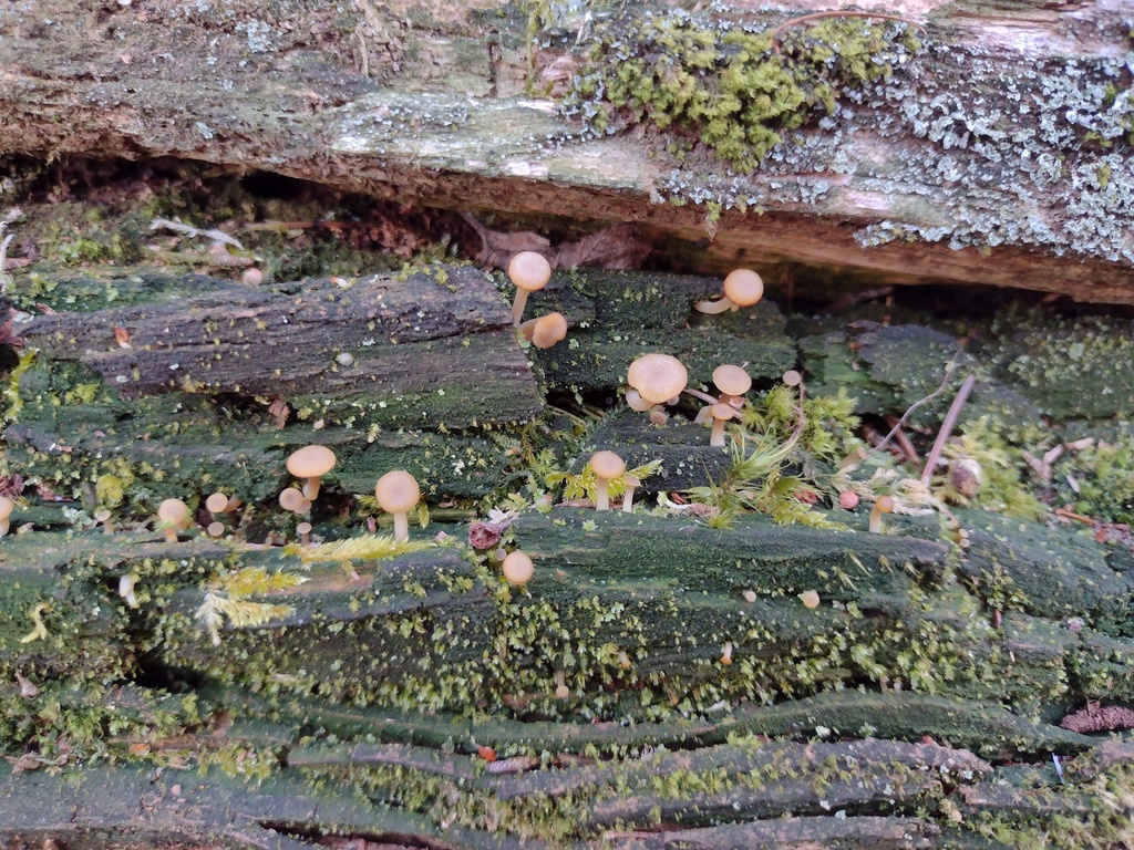 Lichenomphalia ericetorum · March 2026 · photo: © bagli (iNaturalist, cc0)