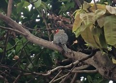 Melanerpes superciliaris