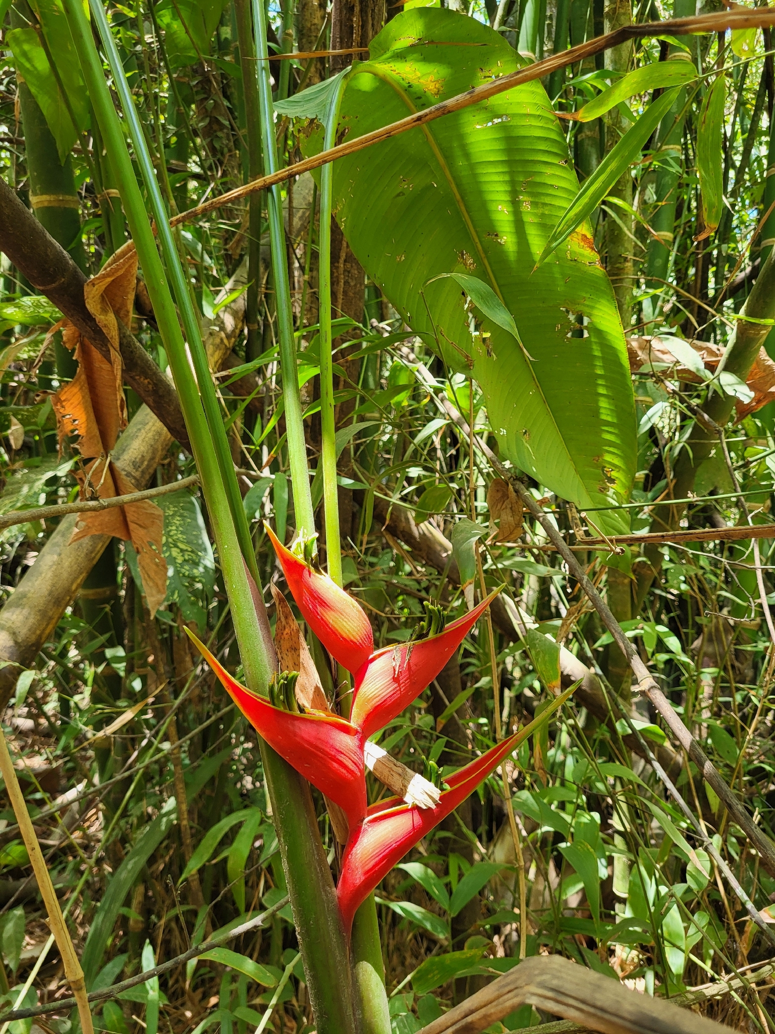 Heliconia Stricta (Heliconia stricta)