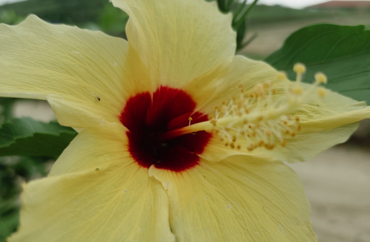 Hibiscus rosa-sinensis