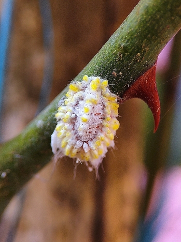 Seychelles Scale