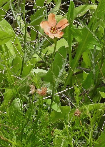 Orange butter cup (కాషాయ కటోర) (Turnera sidoides)