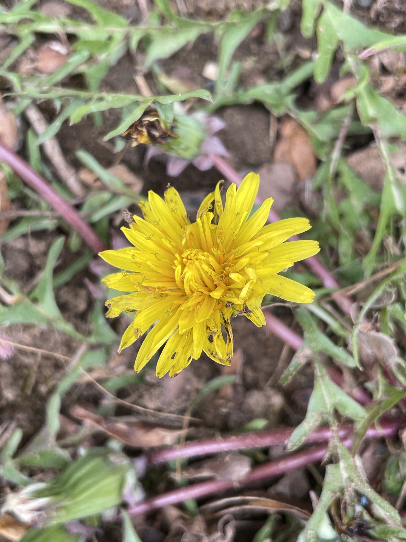 Dandelion