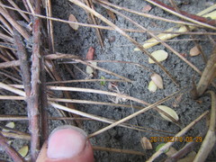 Sidymella trapezia