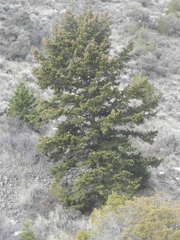 Pseudotsuga