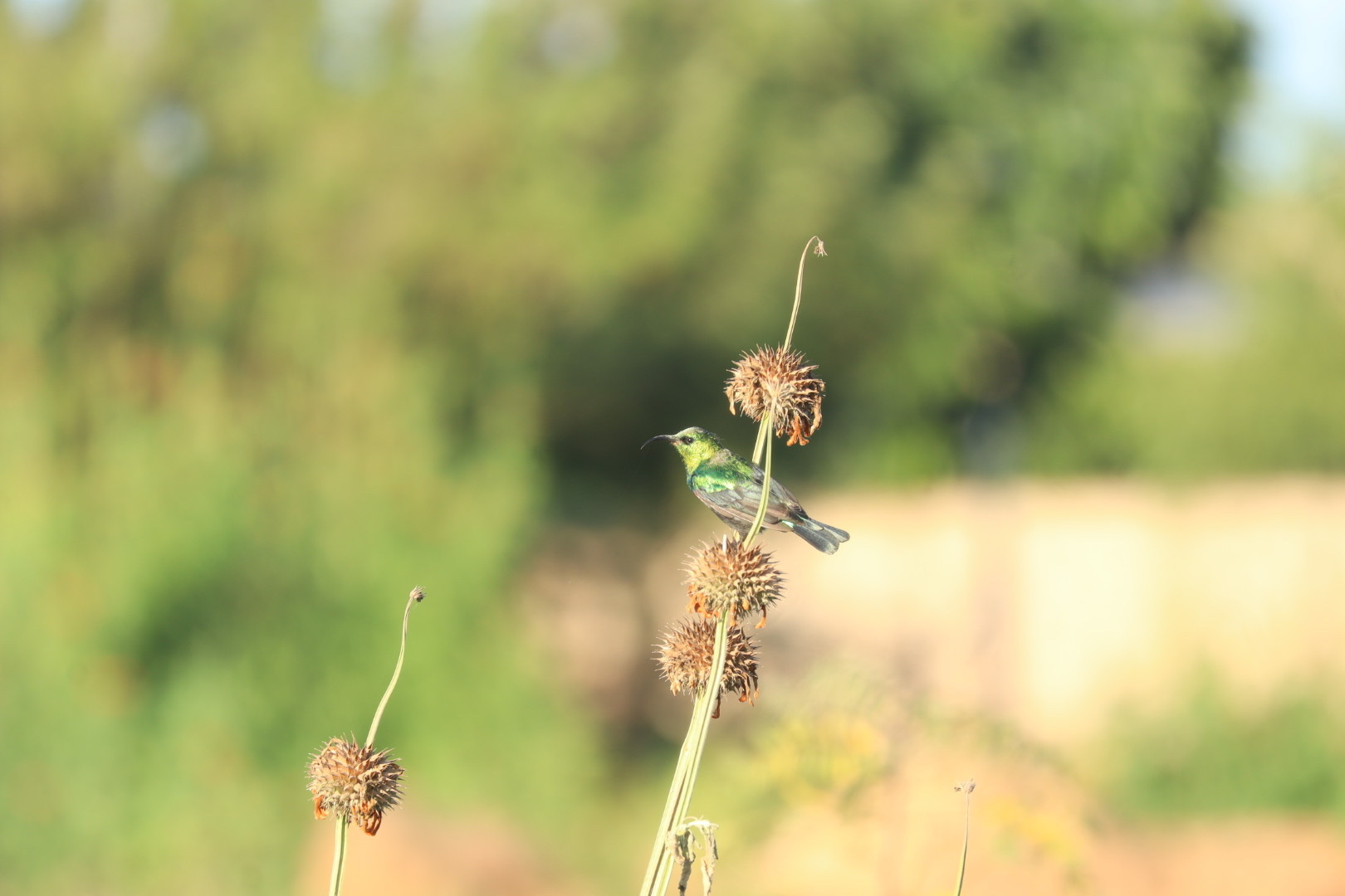 Marico Sunbird (Cinnyris mariquensis), photo 3