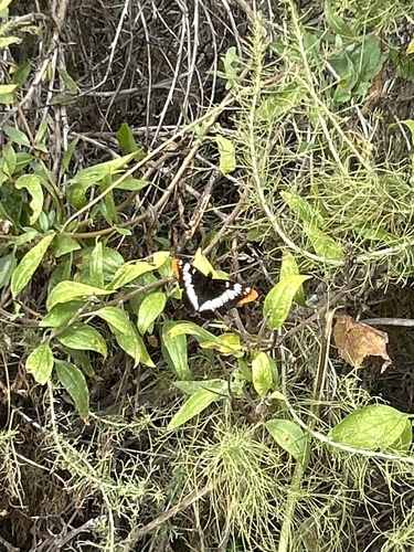 iNaturalist observation photo of Lorquin's Admiral