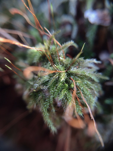 Silesian Feather-moss (Herzogiella seligeri)