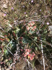 Dudleya saxosa collomiae