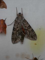 Erinnyis yucatana