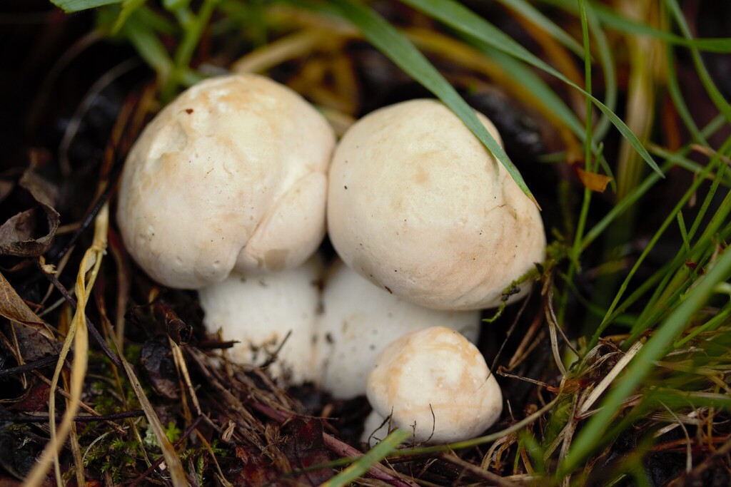 Calocybe gambosa · March 2026 · photo: © stargazerhs (iNaturalist, cc-by)