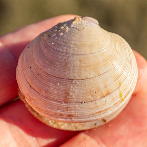 Dosinia exoleta