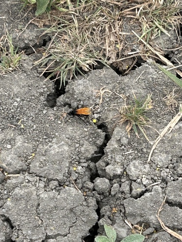 iNaturalist observation photo of Entypus