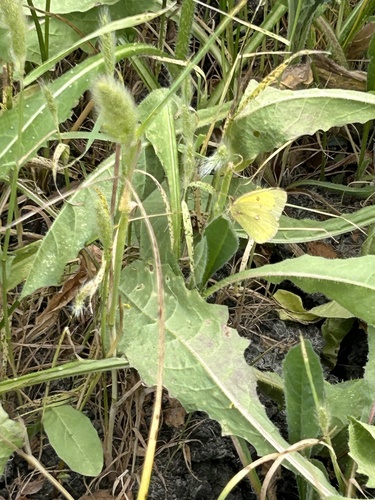 iNaturalist observation photo of Orange Sulphur
