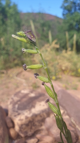 Night-flowering Catchfly (Silene nocturna)