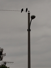 Corvus brachyrhynchos