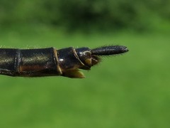 Somatochlora kennedyi