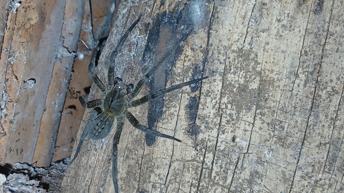 Brazilian Wandering Spider
