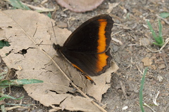 Pedaliodes symmachus