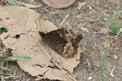 Pedaliodes symmachus