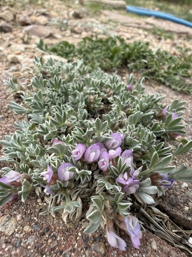 Foothill Milkvetch (Astragalus tridactylicus)