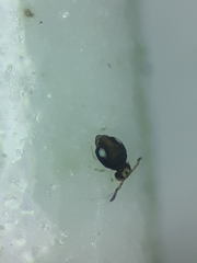 Sminthurinus quadrimaculatus