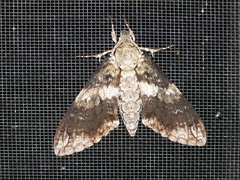 Manduca corallina