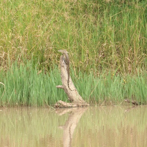 Nile Monitor