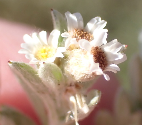 Pan Cudweed (Gnaphalium declinatum)