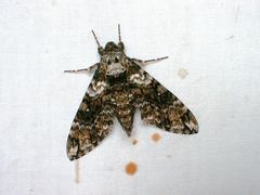 Manduca corallina