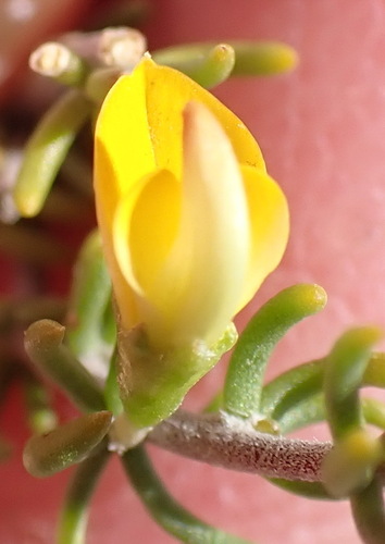 Tingy Capegorse (Aspalathus subtingens)