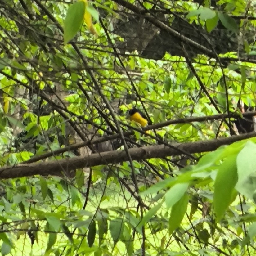 Purple-throated Euphonia (Euphonia chlorotica), photo 5