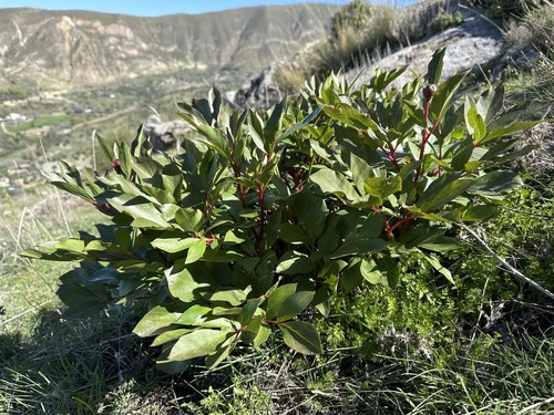 Paeonia broteri (Paeonia broteri)