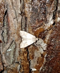 Lithophane bethunei