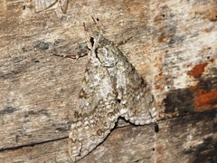 Manduca lanuginosa