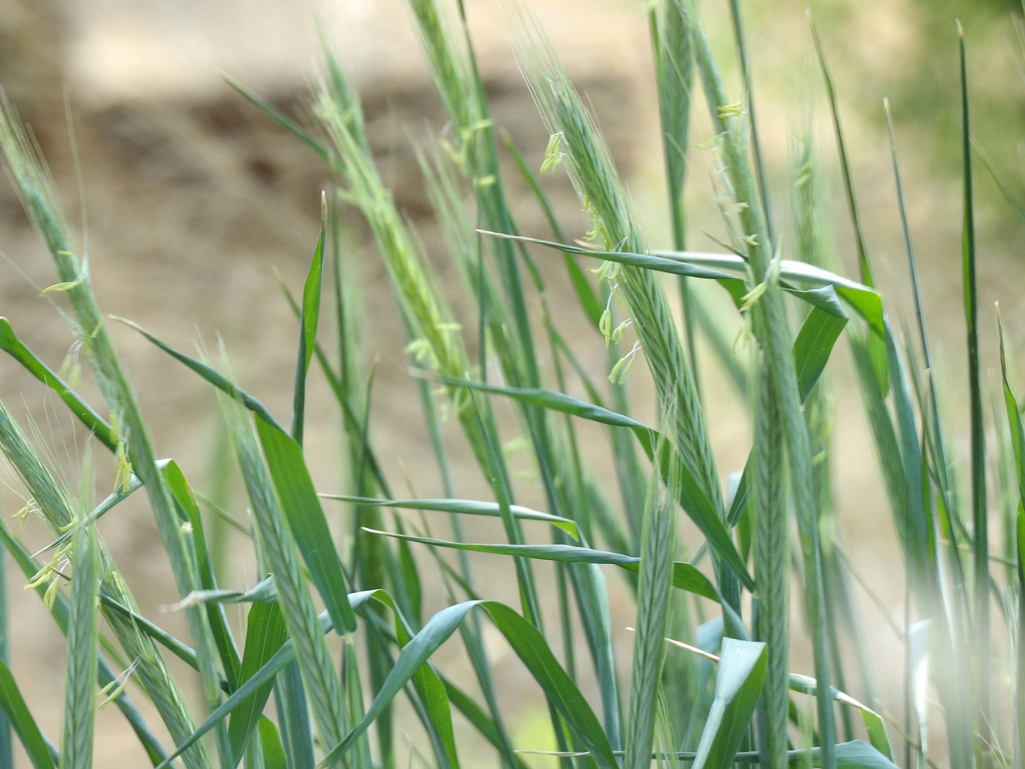 Rye (Secale cereale)