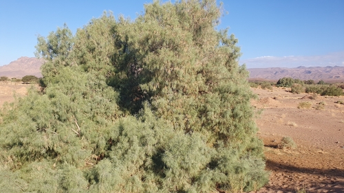 Athel Tamarisk (Tamarix aphylla)