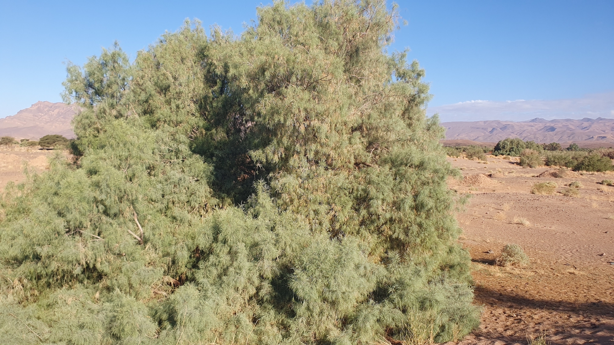 Athel Tamarisk (Tamarix aphylla)