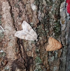 Lithophane bethunei