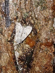 Lithophane patefacta