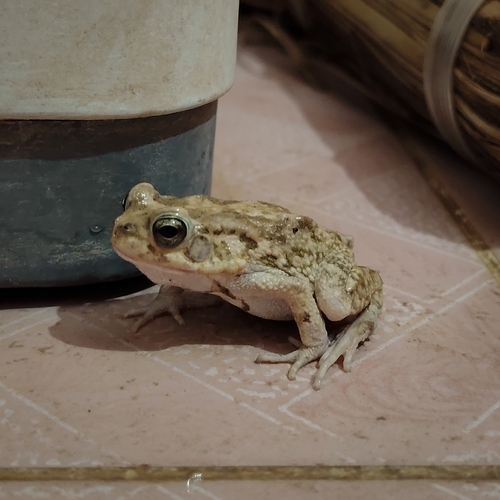 Egyptian Toad