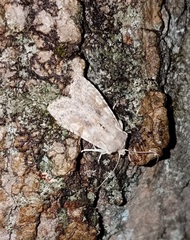 Lithophane bethunei