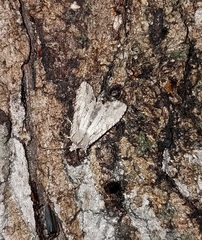 Lithophane disposita