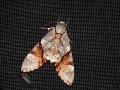 Manduca lefeburii